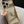 Luxury Snake Frame iPhone Case